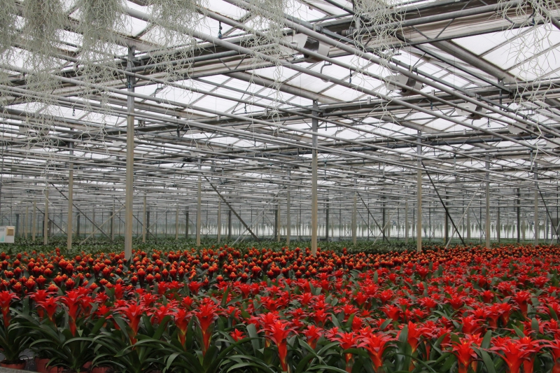 pepiniere-ST SAUVEUR SUR TINEE-min_nursery-bromeliad-greenhouse-flower-plant-botany-1609217-pxhere.com